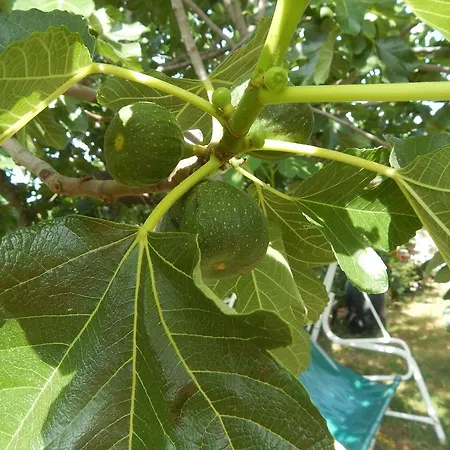 Apartments Vilanija Apartman