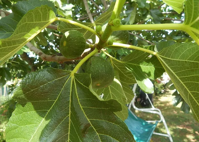 Apartments Vilanija Lejlighed